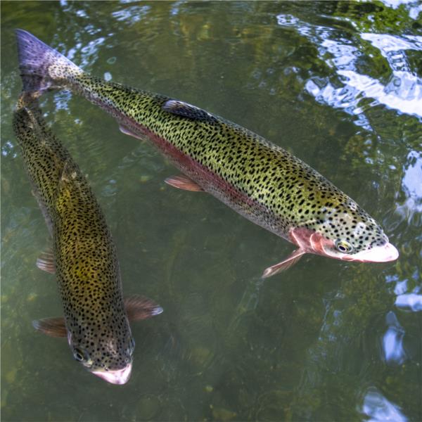 Aquaculture