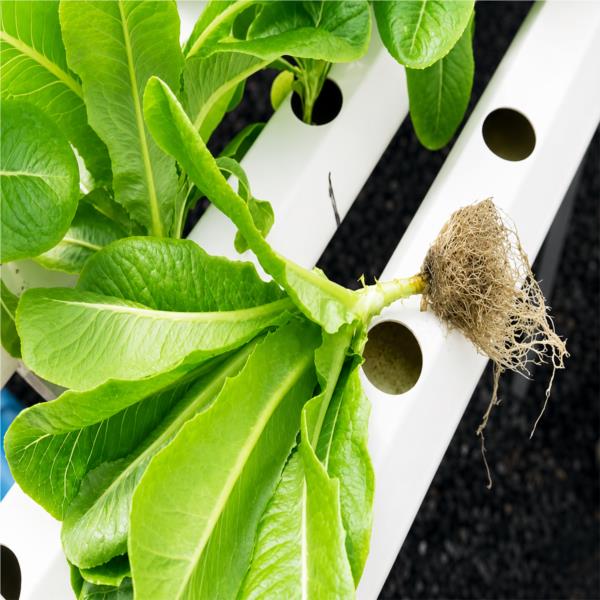 Home Hydroponics