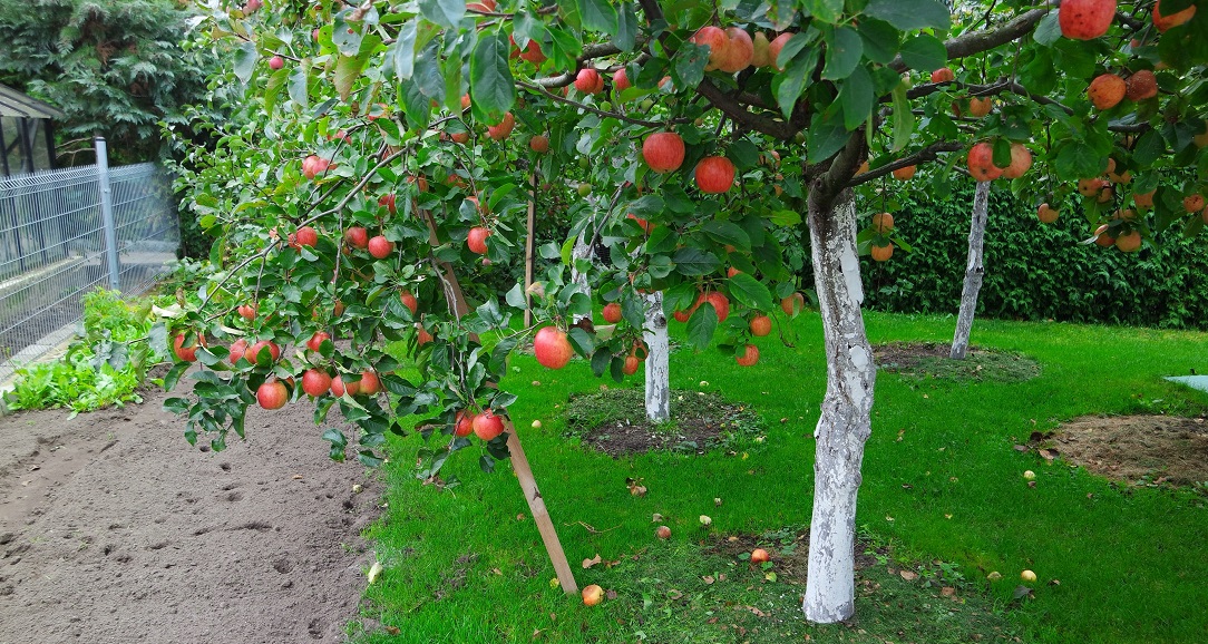 How to Choose Fruit Trees for Your Home Garden 