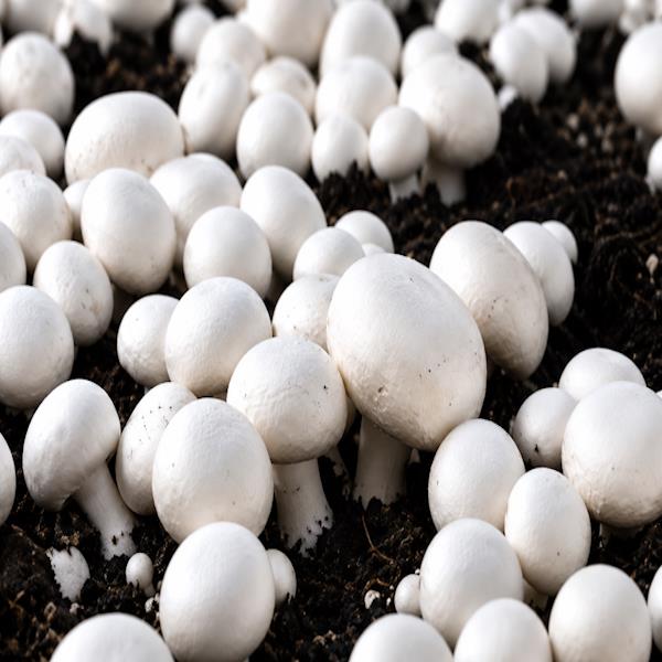Mushroom Production