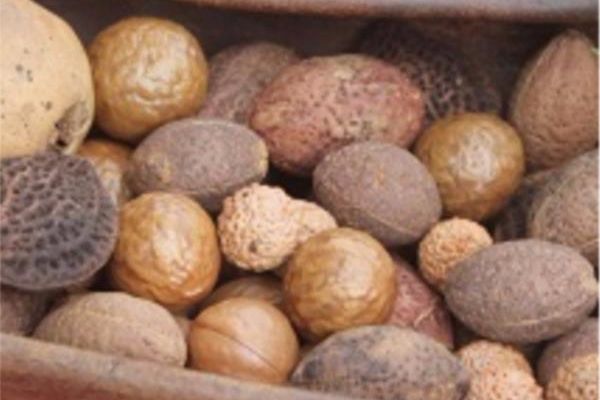 Nut Production