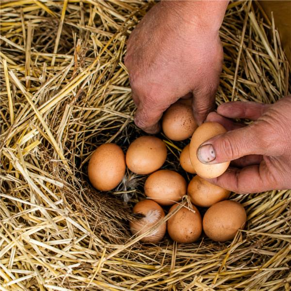 Poultry Farming