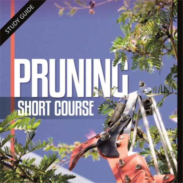 Pruning